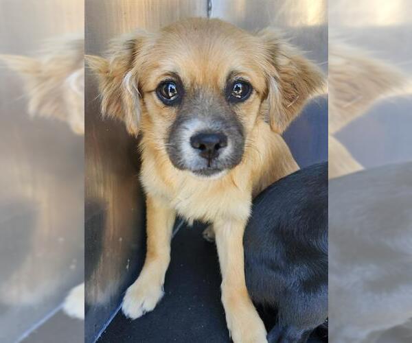 Medium Photo #1 Mutt Puppy For Sale in San Antonio, TX, USA