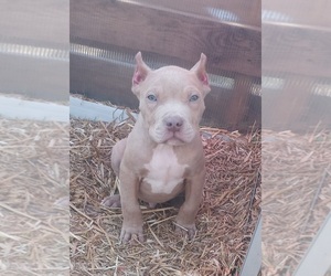 American Pit Bull Terrier Puppy for sale in TOCCOA, GA, USA