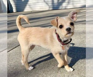 Toxirn Dogs for adoption in Genesee, WI, USA