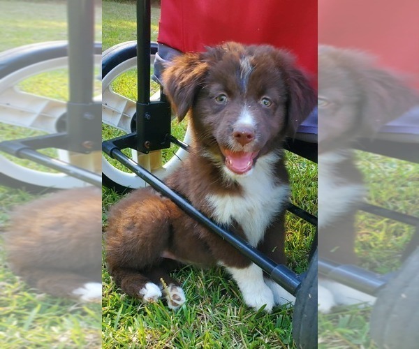 Medium Photo #1 Australian Shepherd Puppy For Sale in GATESVILLE, NC, USA