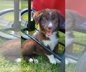 Medium Australian Shepherd