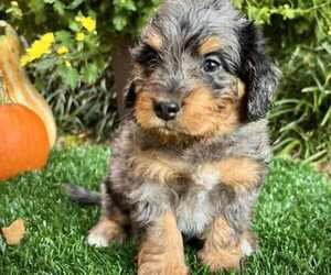 Medium Miniature Bernedoodle