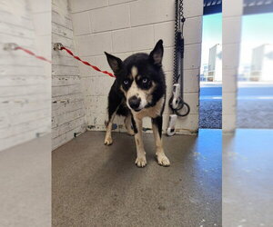 Siberian Husky-Unknown Mix Dogs for adoption in San Bernardino, CA, USA