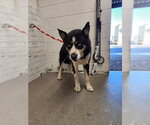 FRANKIE - Male Siberian Husky-Unknown Mix Dog for Adoption - Small photo
