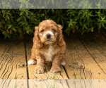 Small #25 Cocker Spaniel