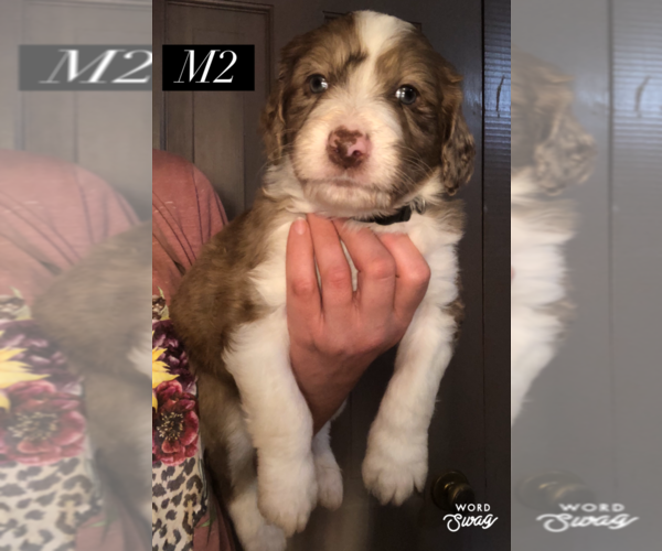 Medium Photo #4 Aussiedoodle Puppy For Sale in BEDFORD, VA, USA