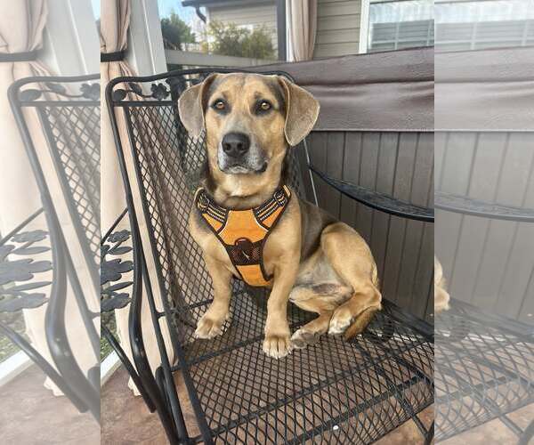 Medium Photo #2 Mutt Puppy For Sale in Greenville, SC, USA