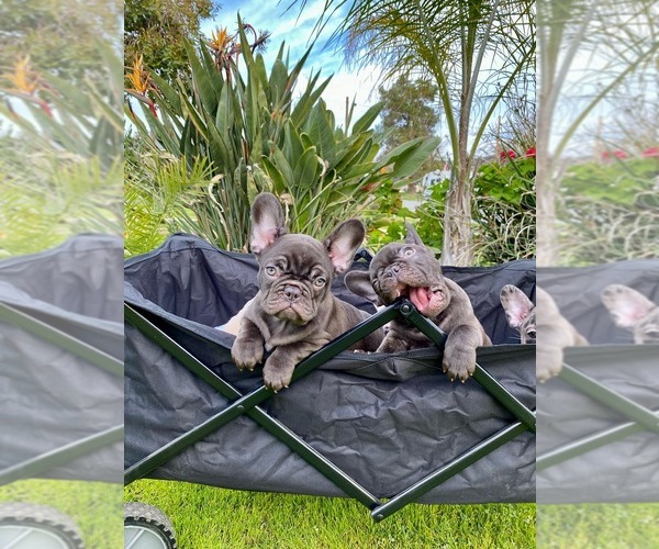 Medium Photo #6 French Bulldog Puppy For Sale in BAKERSFIELD, CA, USA