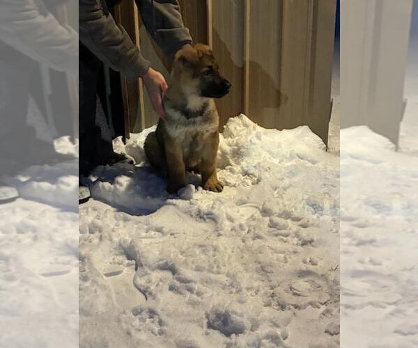 Medium Photo #5 German Shepherd Dog Puppy For Sale in GREENWOOD, WI, USA