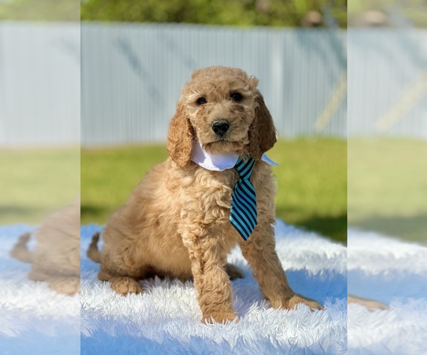 Medium Photo #4 Goldendoodle Puppy For Sale in FROSTPROOF, FL, USA