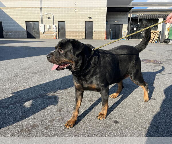 Medium Photo #3 Rottweiler Puppy For Sale in Hillsboro, NH, USA