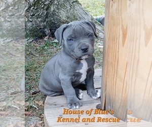 American Pit Bull Terrier Puppy for sale in DELAWARE, OH, USA
