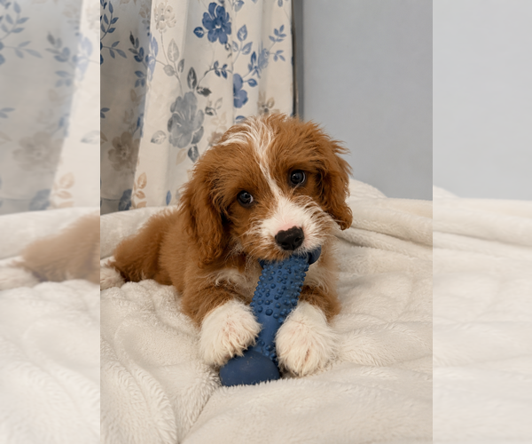 Medium Photo #12 Cavapoo (Miniature) Puppy For Sale in DURHAM, CT, USA