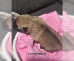 Small Photo #7 Pug Puppy For Sale in NEW BERN, NC, USA