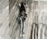 Small Photo #12 Great Dane Puppy For Sale in HOUSTON, TX, USA