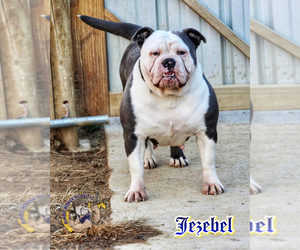 Mother of the Olde English Bulldogge puppies born on 07/25/2021