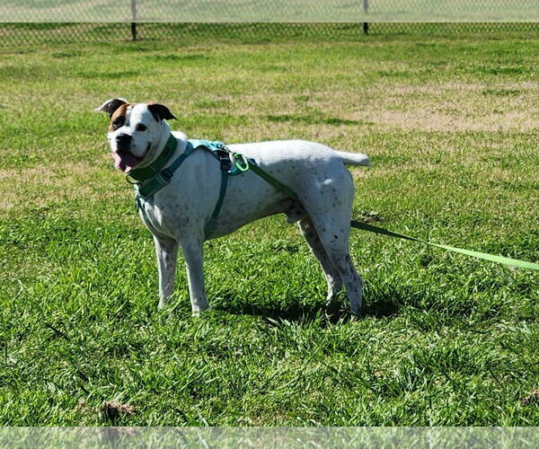 Medium Photo #8 Boxer-Unknown Mix Puppy For Sale in Rosenberg, TX, USA