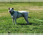 Small #7 Boxer Mix