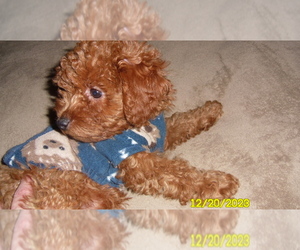 Poodle (Toy) Puppy for sale in DULUTH, GA, USA