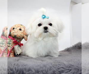Maltese Puppy for sale in LOS ANGELES, CA, USA