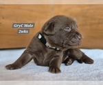 Small Photo #16 Labrador Retriever Puppy For Sale in EDGEWOOD, TX, USA