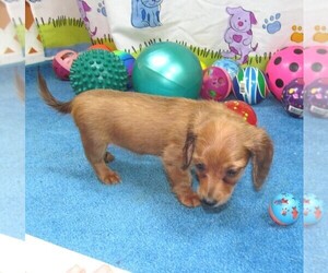 Chiweenie Puppy for sale in RATTAN, OK, USA