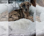 Small #1 Catahoula Leopard Dog-Labrador Retriever Mix