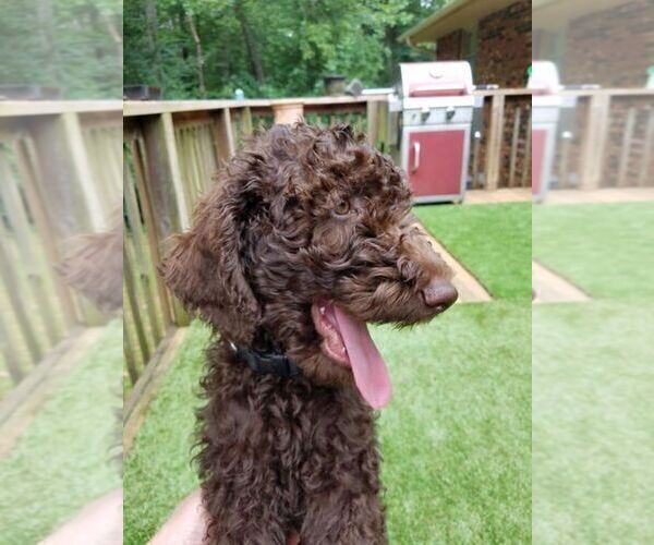 Medium Photo #2 Poodle (Standard) Puppy For Sale in ANDERSON, SC, USA