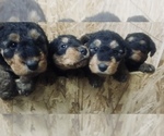 Small Photo #12 Airedale Terrier Puppy For Sale in MOSCOW, ID, USA