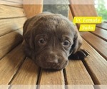 Small Photo #95 Labrador Retriever Puppy For Sale in EDGEWOOD, TX, USA