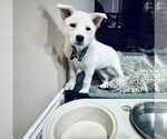 Small #8 German Shepherd Dog Mix
