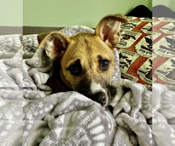 Medium Photo #5 Boxer-German Shepherd Dog Mix Puppy For Sale in North Olmsted, OH, USA