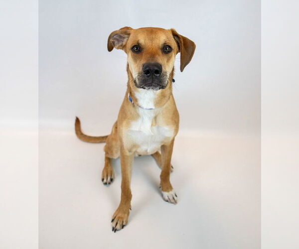 Medium Photo #8 Border Collie-Unknown Mix Puppy For Sale in Kennesaw, GA, USA