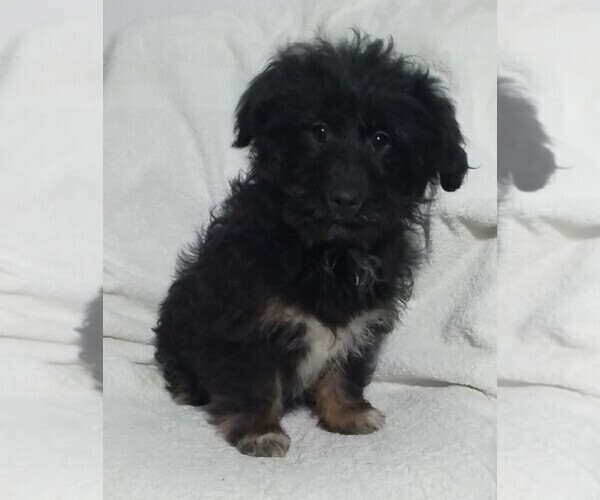 Medium Photo #1 Aussiedoodle Miniature  Puppy For Sale in FREDERICKSBURG, OH, USA