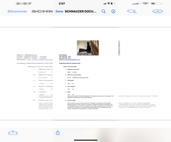 Medium Photo #21 Schnauzer (Giant) Puppy For Sale in DAYTON, OH, USA