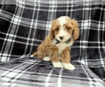 Small #4 Cavapoo (Miniature)