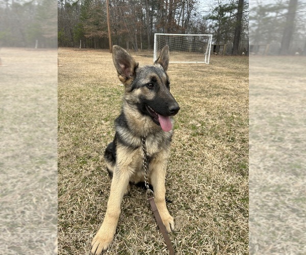 Medium Photo #1 German Shepherd Dog Puppy For Sale in SPARTANBURG, SC, USA