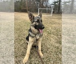 Small Photo #1 German Shepherd Dog Puppy For Sale in SPARTANBURG, SC, USA