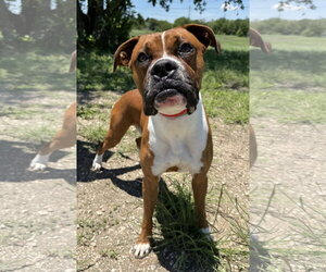 Mutt Dogs for adoption in Dumont, NJ, USA