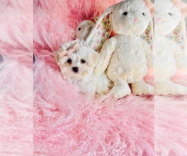 Medium Photo #5 Cavapoo (Toy) Puppy For Sale in NEW YORK, NY, USA