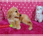 Small #11 Golden Retriever