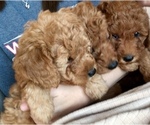 Small Photo #2 Goldendoodle-Poodle (Miniature) Mix Puppy For Sale in RANDOLPH, WI, USA