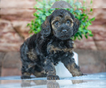Puppy Rover Cockapoo