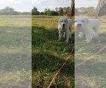 Small Photo #17 Golden Pyrenees-Great Pyrenees Mix Puppy For Sale in RAVENNA, MI, USA