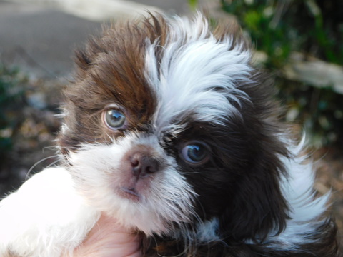 Medium Photo #1 Shih Tzu Puppy For Sale in ENKA, NC, USA