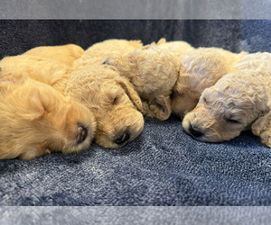 Goldendoodle-Miniature Bernedoodle Mix Puppy for sale in HONOLULU, HI, USA