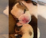 Small Photo #2 Bulldog Puppy For Sale in BOISE, ID, USA