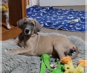 Great Dane Puppy for sale in LAURENS, SC, USA