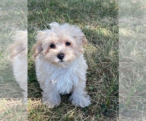 Maltipoo Puppy for sale in CANOGA, NY, USA