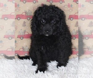 Cavapoo-Poodle (Standard) Mix Puppy for sale in FREDERICKSBURG, OH, USA